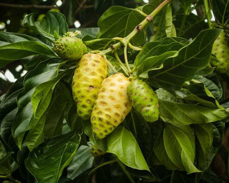 Noni africain